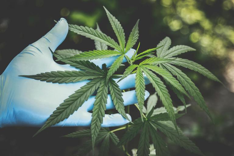 Weed Seeds: A New Frontier for HBCU Research